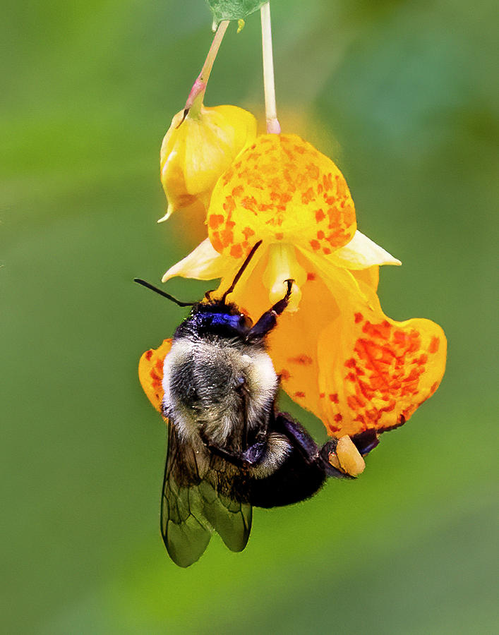 Bunblebee at Work Photograph by Regina Muscarella