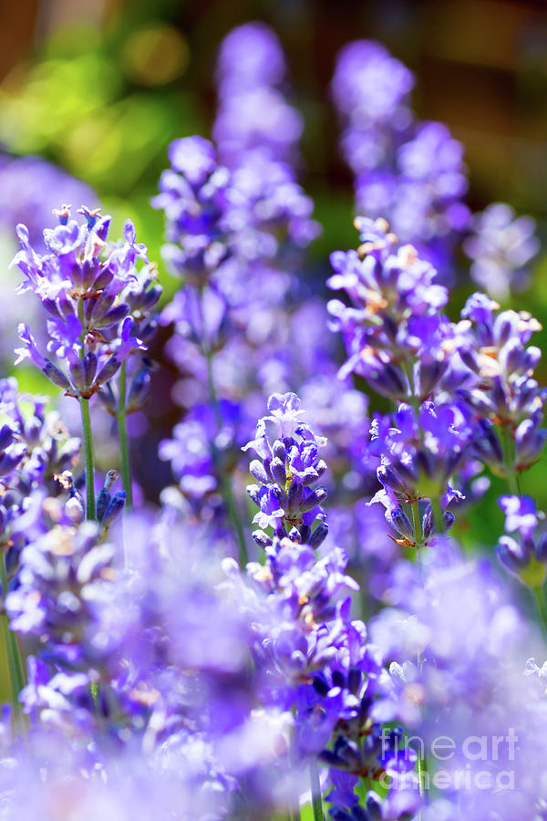 Bunch of beautiful lavender flowers in close-up from France Photograph by Gregory DUBUS