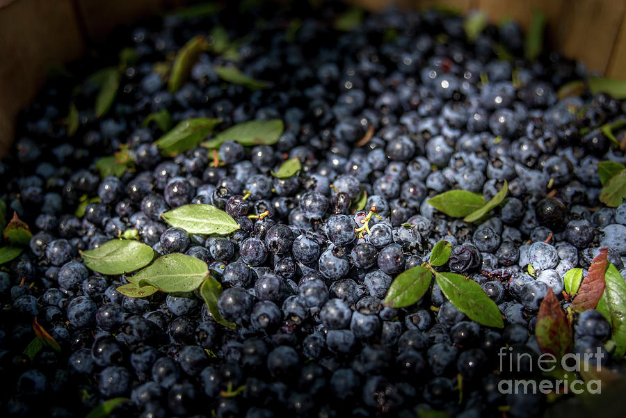 Bunch of Blueberries Photograph by Alana Ranney
