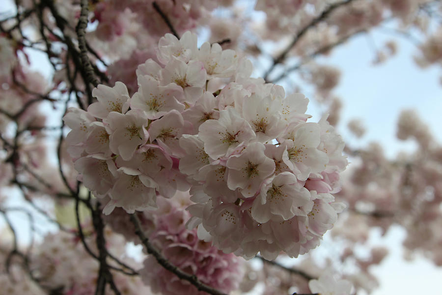 Bunch Of Cherry Blossom Photograph by Aashish Vaidya