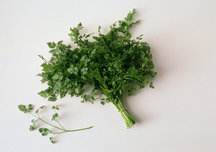 Bunch of cilantro, white background Photograph by Isabelle Rozenbaum & Frederic Cirou