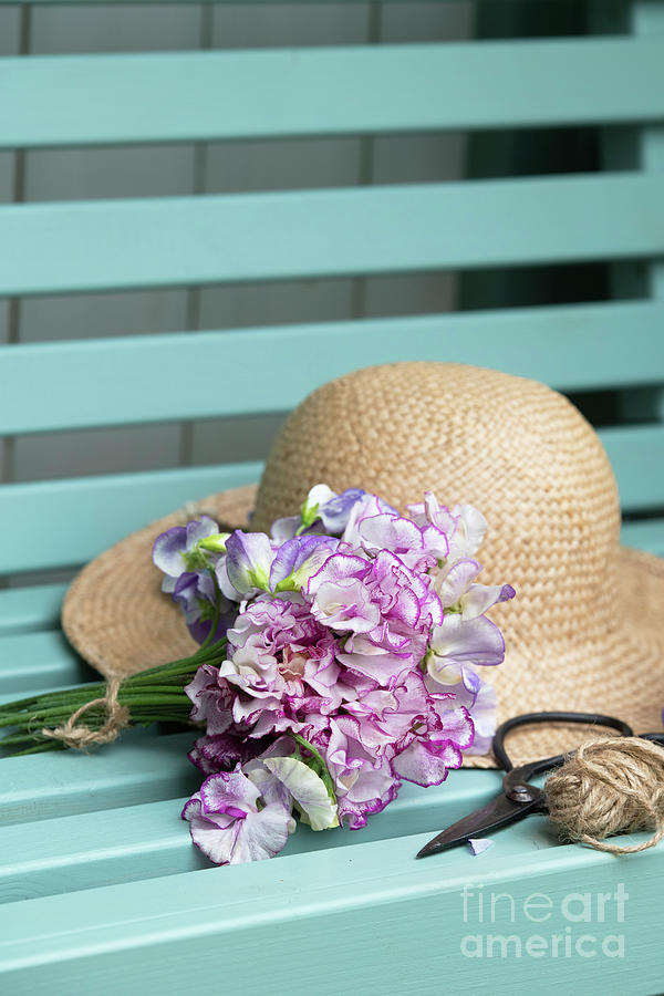 Bunch of Cut Sweet Pea Flowers and a Straw Hat on a Garden Seat Photograph by Tim Gainey