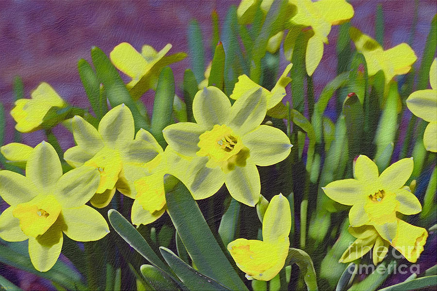 Bunch Of Daffodils Photograph