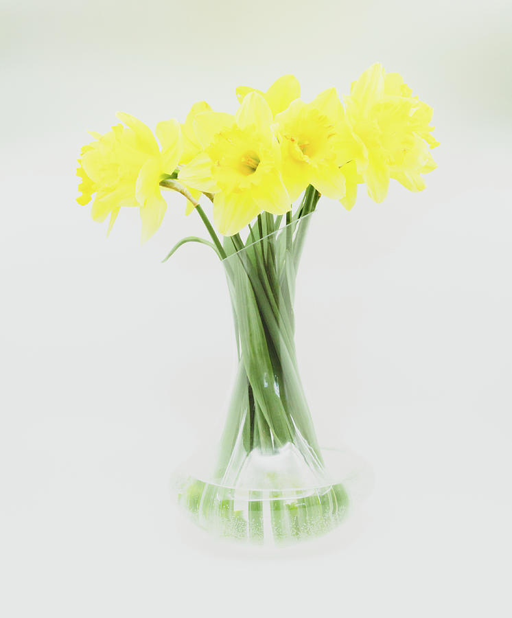 Bunch of daffodils in glass vase Photograph by Viktor Wallon-Hars