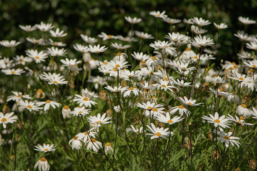 Bunch of Daisies  Photograph by Denise Kopko
