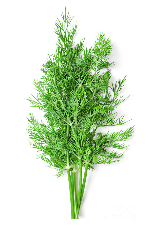 Bunch of dill fronds, dill weed or dillweed, a culinary herb Photograph ...