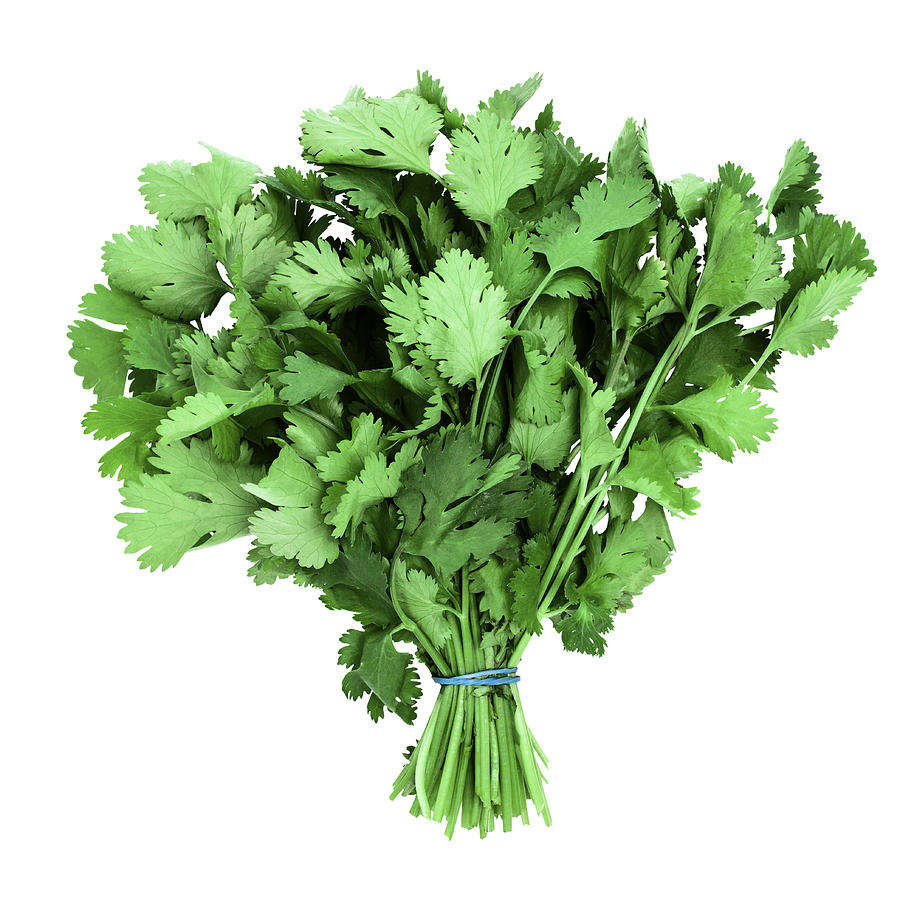 Bunch of fresh coriander, on white background Photograph by Creative Crop