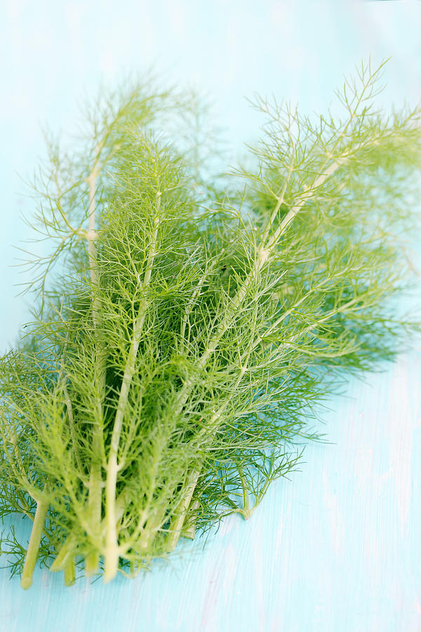 Bunch of fresh fennel Photograph by Mallivan