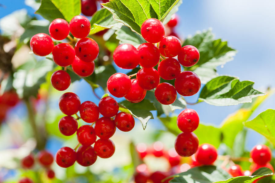 Bunch of guelder-rose berries outdoors Photograph by Yashabaker