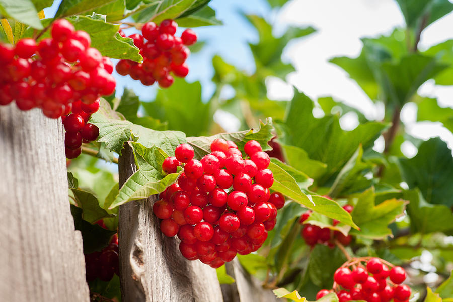 Bunch of guelder-rose(viburnum) berries on the blue sky backgrou Photograph by Yashabaker