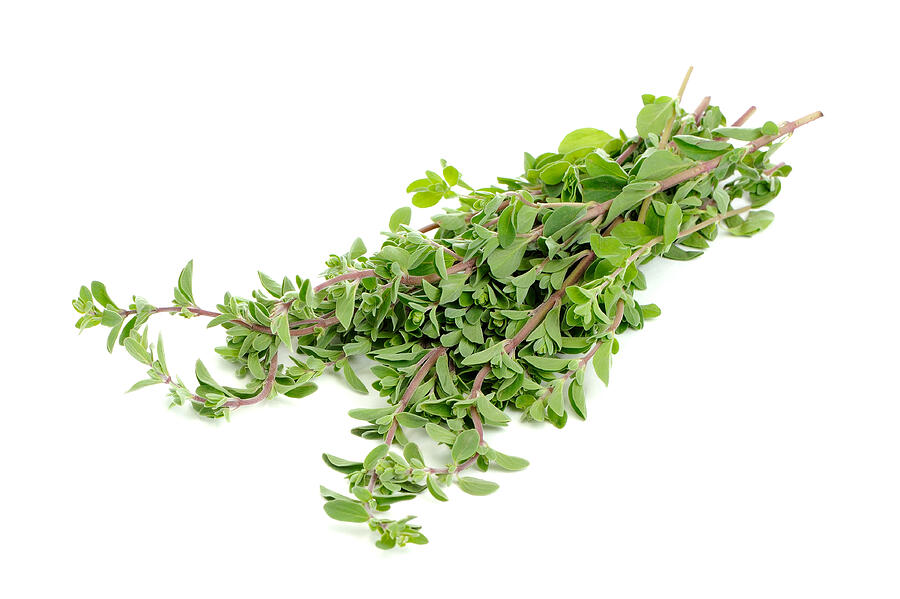 Bunch of Marjoram Herb Isolated on White Background Photograph by Watcha