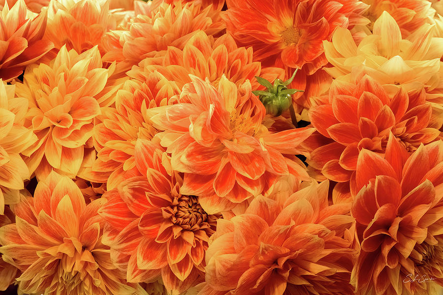 Bunch Of Orange And Yellow Dahlias Photograph by Steven Sparks