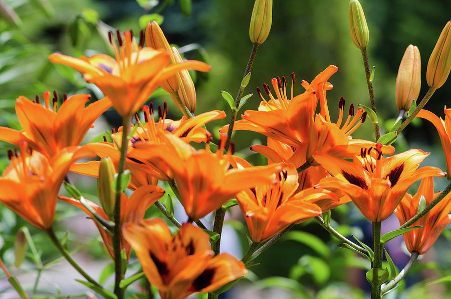Bunch of orange wood lilies, botanical name is Lilium Philadelph ...