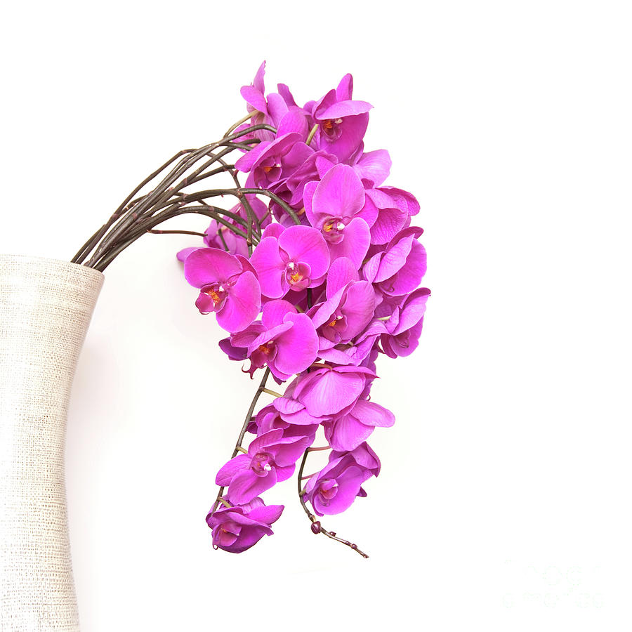 Bunch of orchids in a vase Photograph by Delphimages Photo Creations