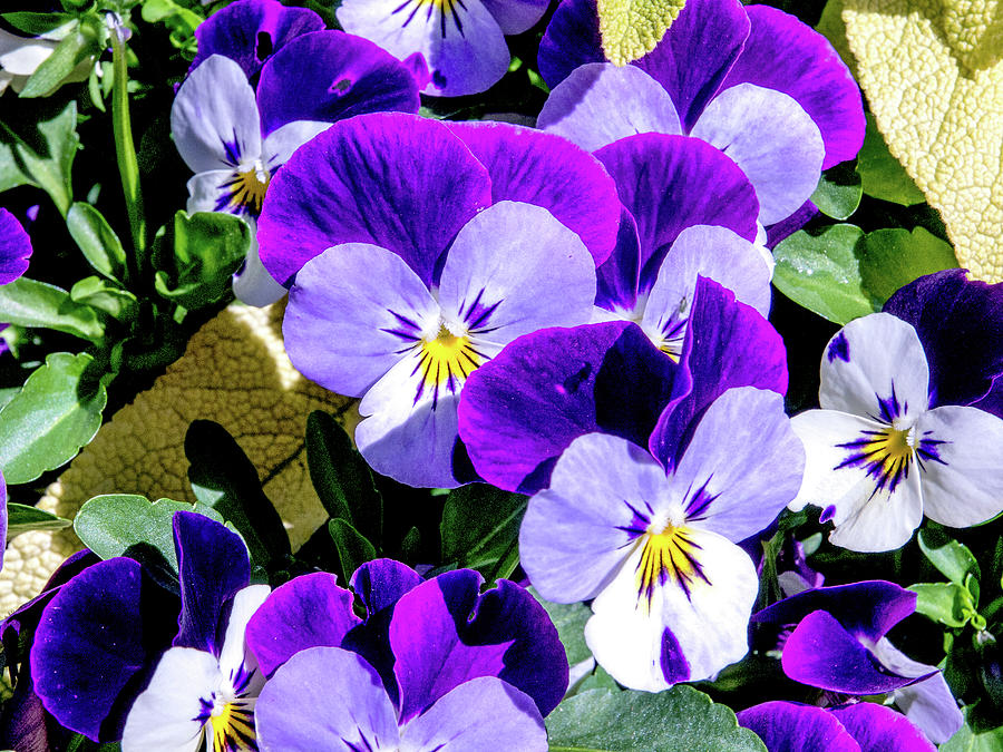 Bunch Of Pansies Photograph by David Desautel