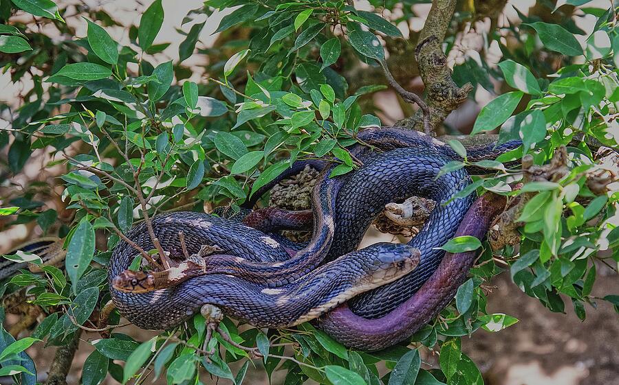 Bunch Of Snakes Photograph