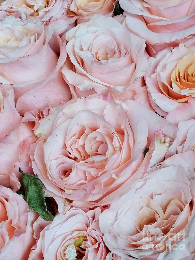 Bunch of soft peach roses Photograph by Natalia Wallwork