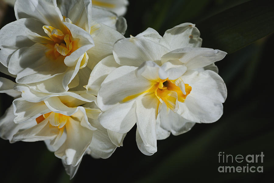Bunch Of Spring, Daffodils Photograph by Joy Watson