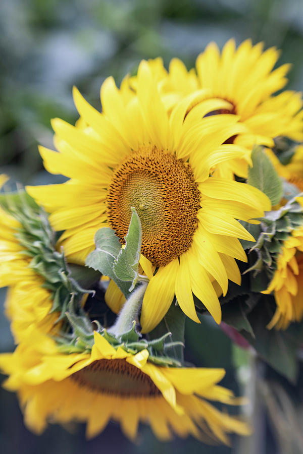 Bunch of Sunflowers Photograph by Kimberly Mackowski