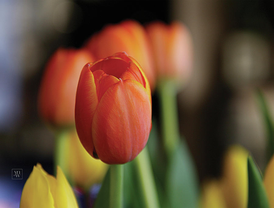 Tulips in Bokeh Photograph by Yvonne Wright