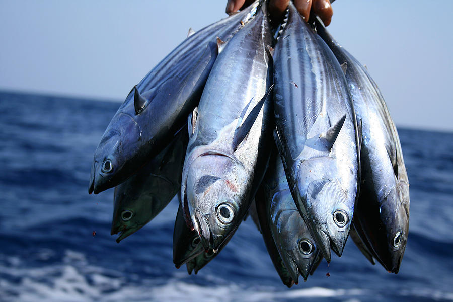 Bunch of Tuna Photograph by Mauroof Khaleel