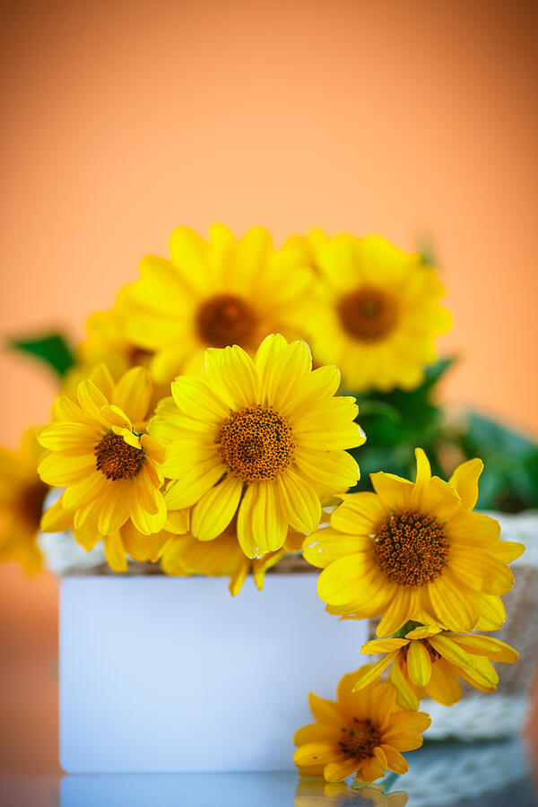 Bunch Of Yellow Daisy Flowers Photograph by Peredniankina