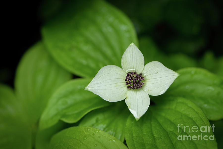 Olympic National Park Photograph - Bunchberry Blossom after Light Rain by Nancy Gleason