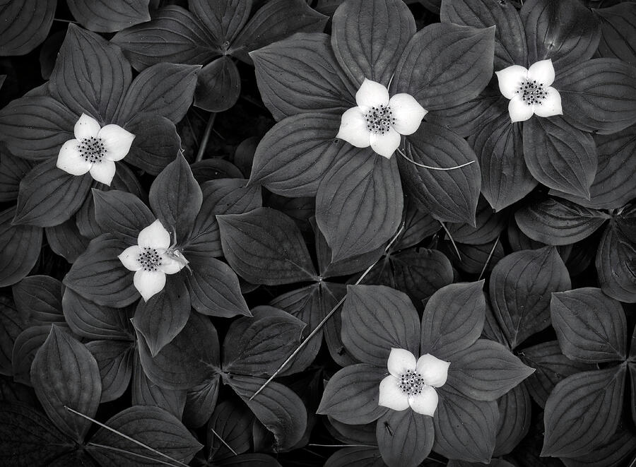 Bunchberry Plant and Flowers Photograph by Edward Shotwell Bunchberry Plant and Flowers Photograph by Edward Shotwell