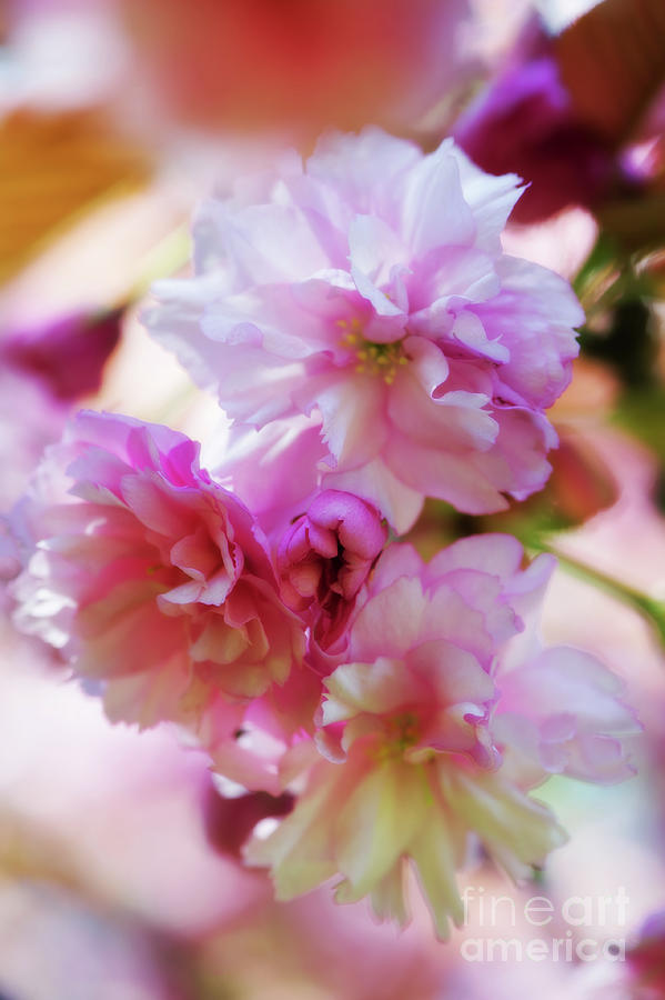 Bunches of Blossoms Photograph by Venetta Archer