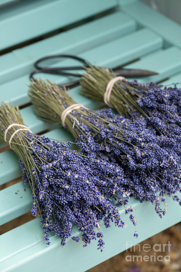 Bunches of Dried Lavender Photograph by Tim Gainey