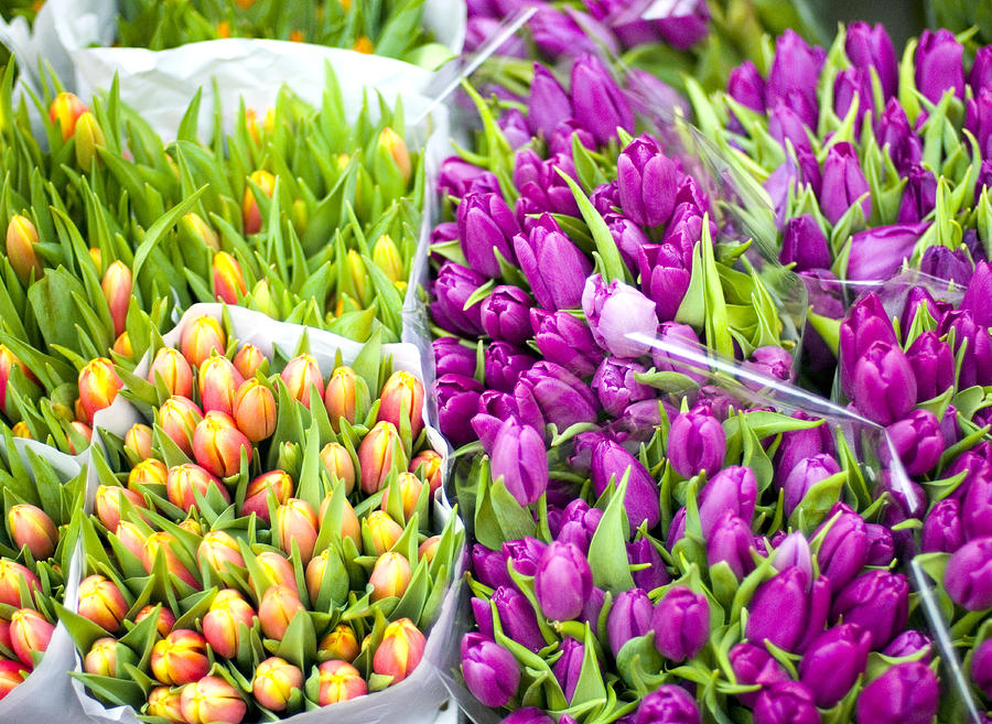 Bunches of pink and yellow tulips for sale Photograph by Lyn Holly Coorg