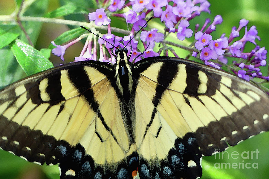 Bungalow Butterfly Photograph by Amy Dundon