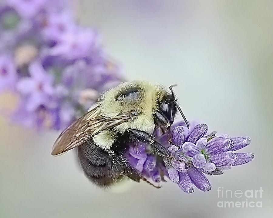 Bungle Bee Loves Lavender Photograph by Lori Lafargue