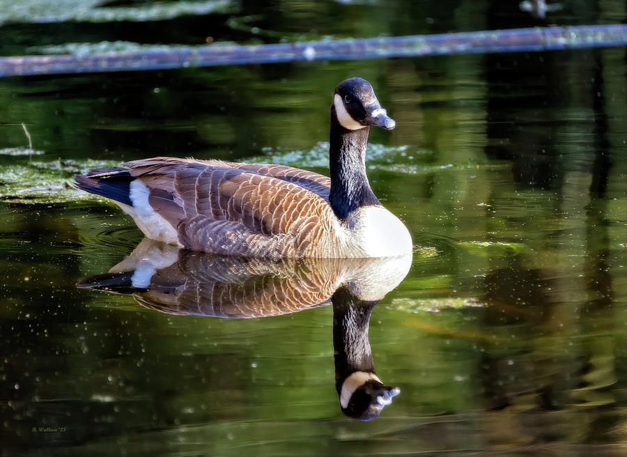 Bunks Pond Goose Photograph by Brian Wallace