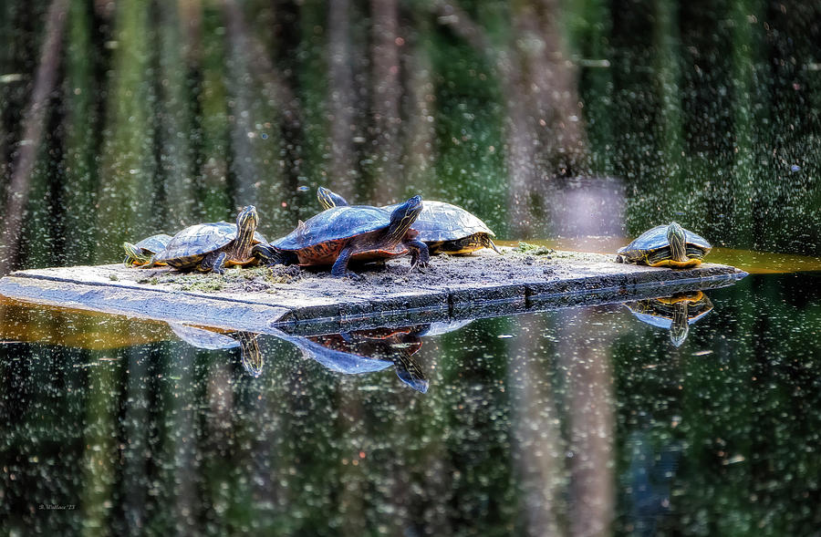 Bunks Pond Turtles Photograph by Brian Wallace