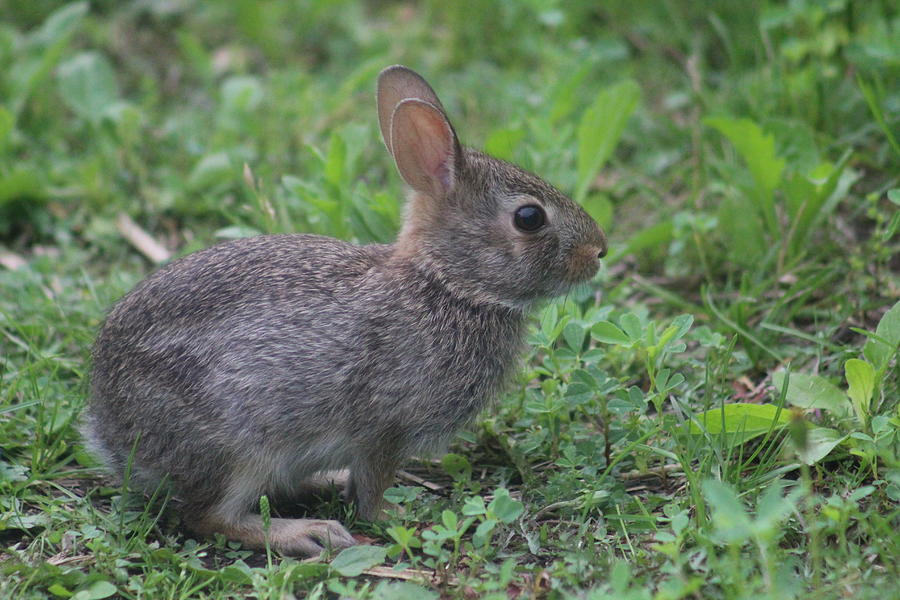 Bunny Photograph - Bunny by Callen Harty Bunny Photograph - Bunny by Callen Harty