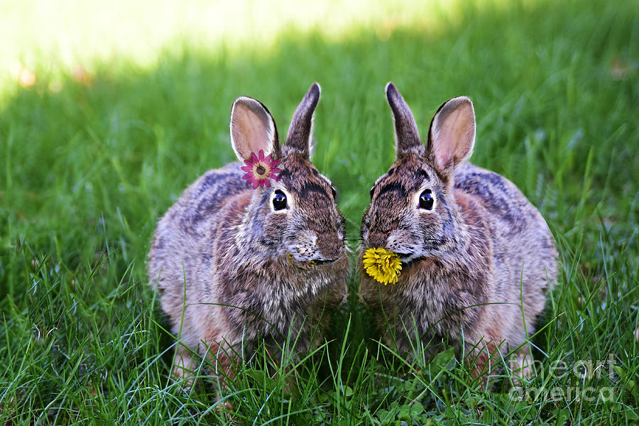 Bunny Couple Bunnies Enjoying A Dandelion Dinner Duo Photograph