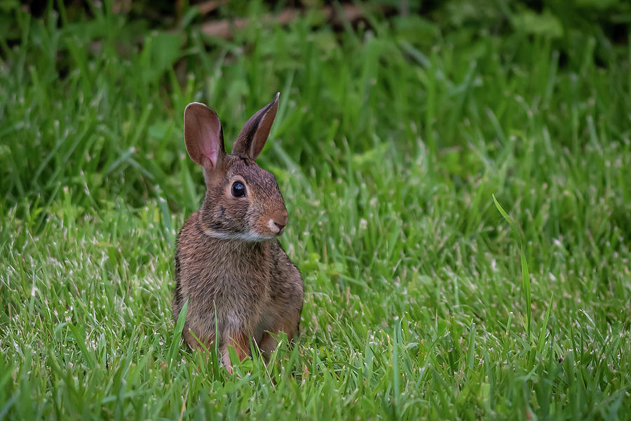 Bunny Photograph by Debbie Cheshire - Fine Art America