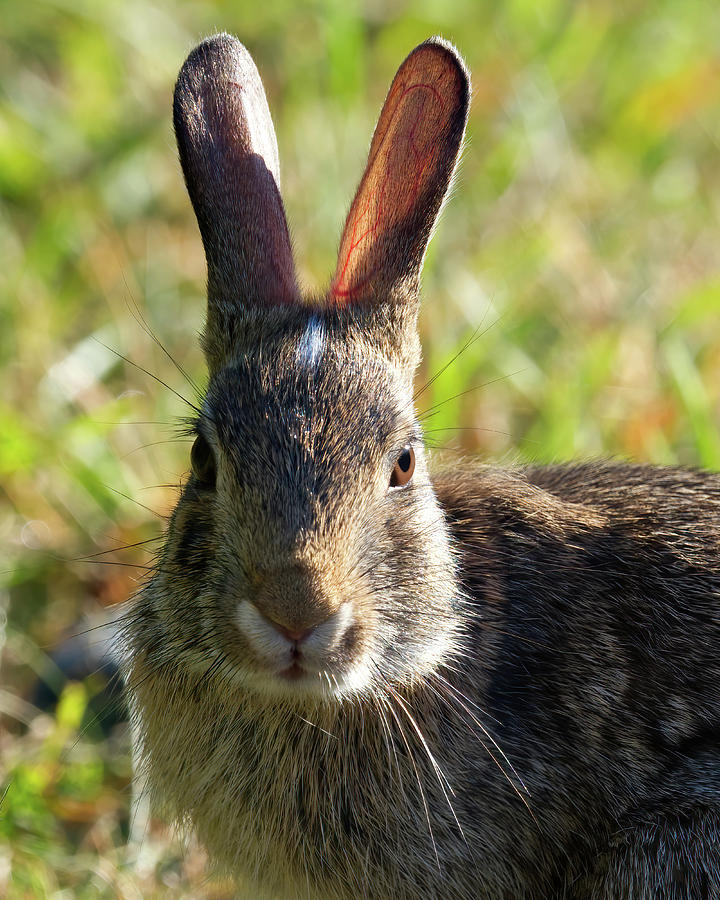 Bunny Ears, Cape Cod Photograph by Flinn Hackett