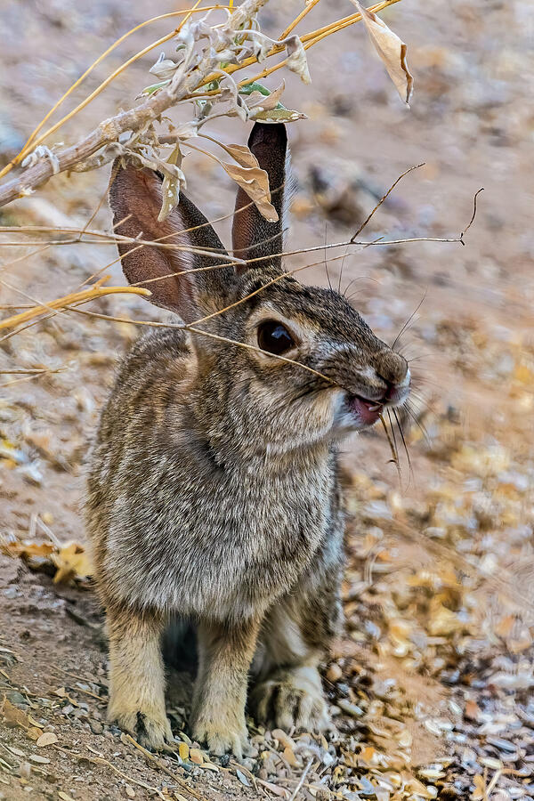 Wildlife Photograph - Bunny Eating Brittlebush by Laura Epstein