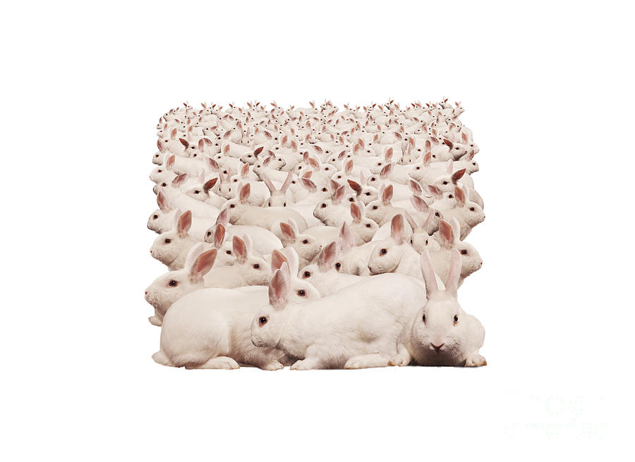 Rabbit Photograph - Bunny Fluffle by John Lund