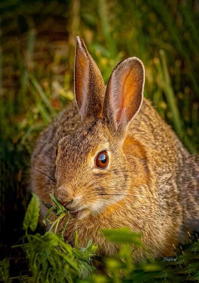 Bunny Photograph by Fred J Lord