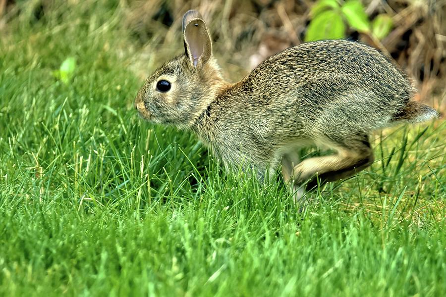 Bunny Hop Photograph by Geraldine Scull