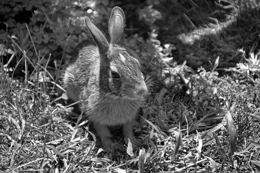 Bunny in Black and White Photograph by Angela Murdock