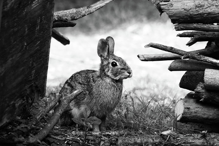 Bunny in Black and White Photograph by Trina Ansel