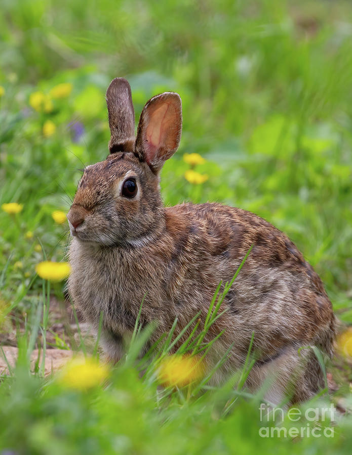 Bunny in Buttercups Photograph by Chris Scroggins