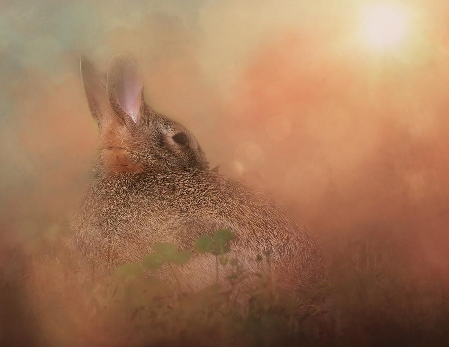 Bunny in Evening Sunlight Photograph by Marjorie Whitley