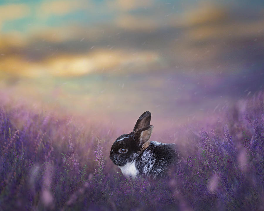 Bunny in Lavender Photograph by Rebecca Cozart