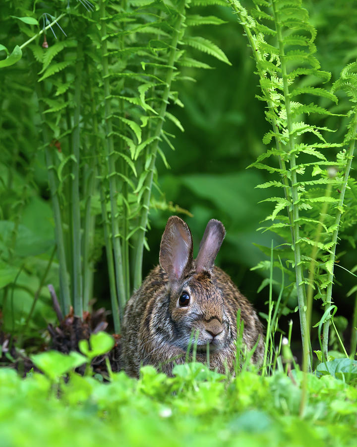 Bunny in the Ferns Photograph by Flinn Hackett
