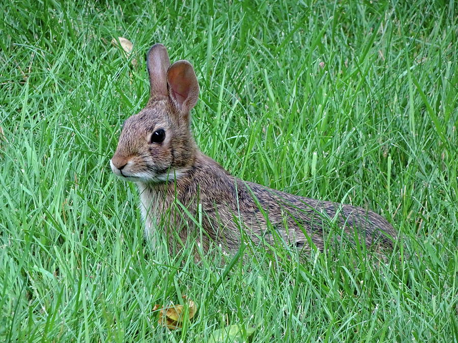 Bunny in the Grass Photograph by Lyuba Filatova